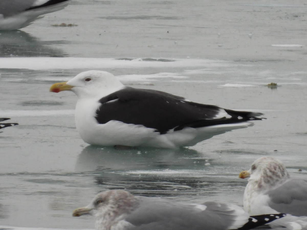 Great Black-backed Gull - ML646874999