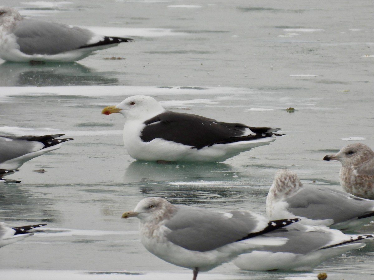 Great Black-backed Gull - ML646875000