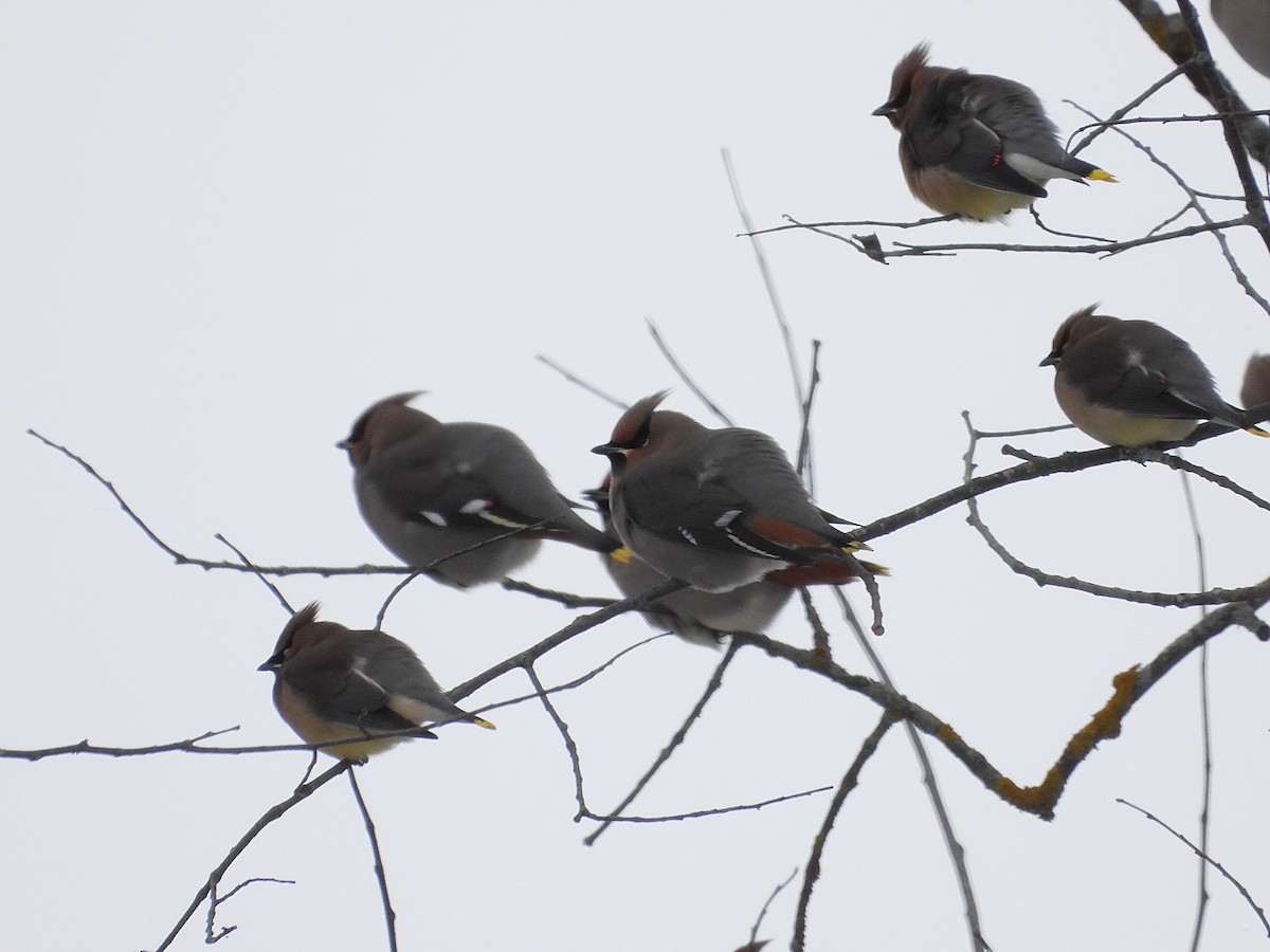 ציצנית - ML646875002
