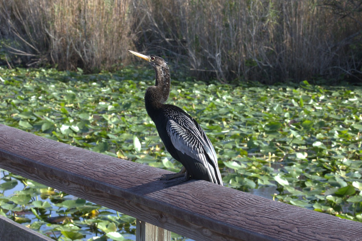 Anhinga - ML646875003