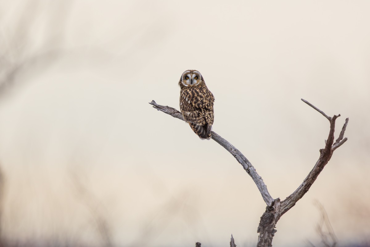 Short-eared Owl - ML646875004