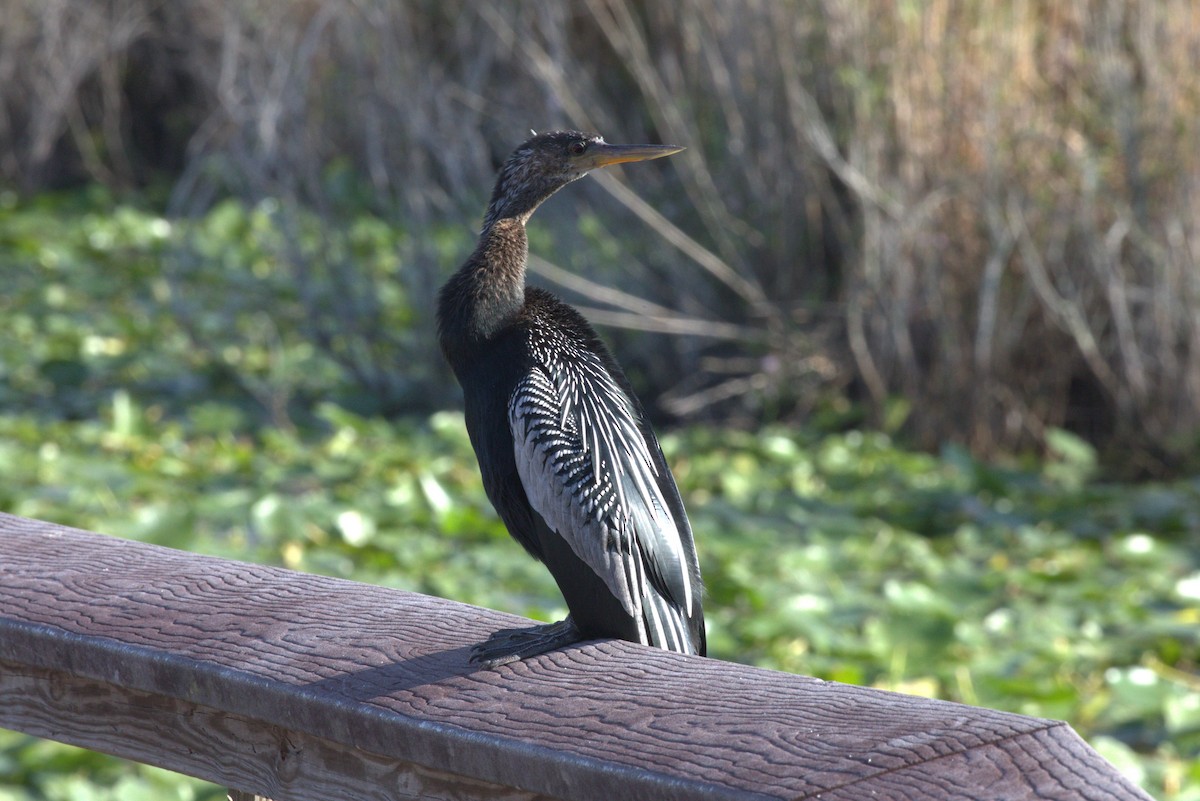 Anhinga - ML646875005