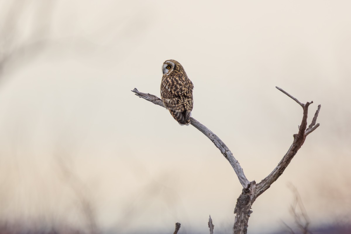 Short-eared Owl - ML646875006