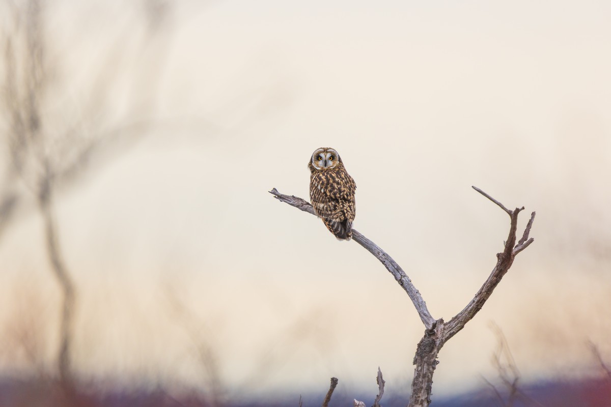 Short-eared Owl - ML646875007