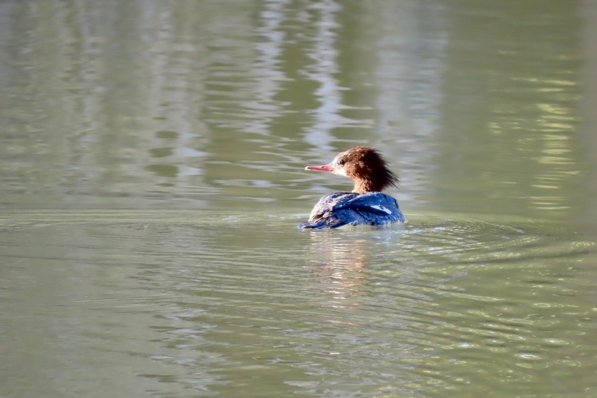 Хумхин бохио - ML646875015