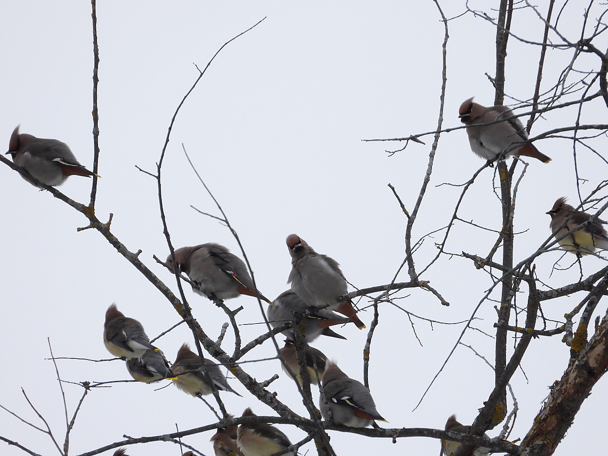 ציצנית - ML646875017
