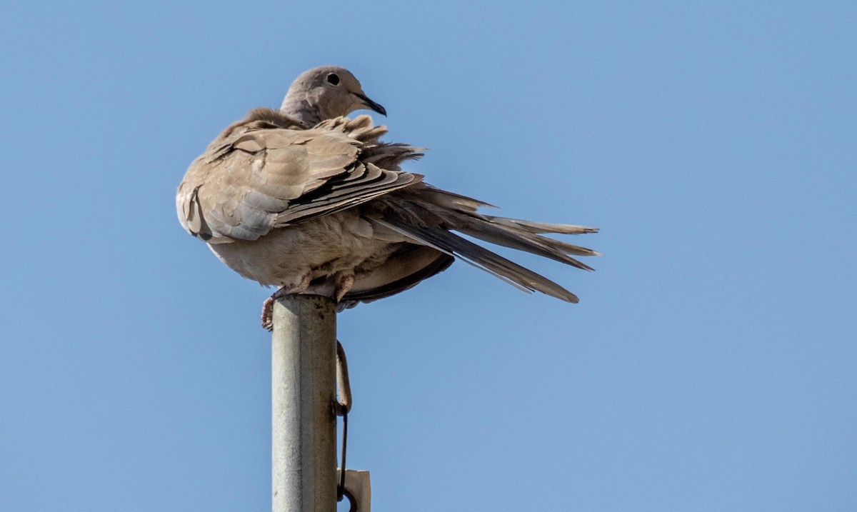 תור צווארון - ML646875018