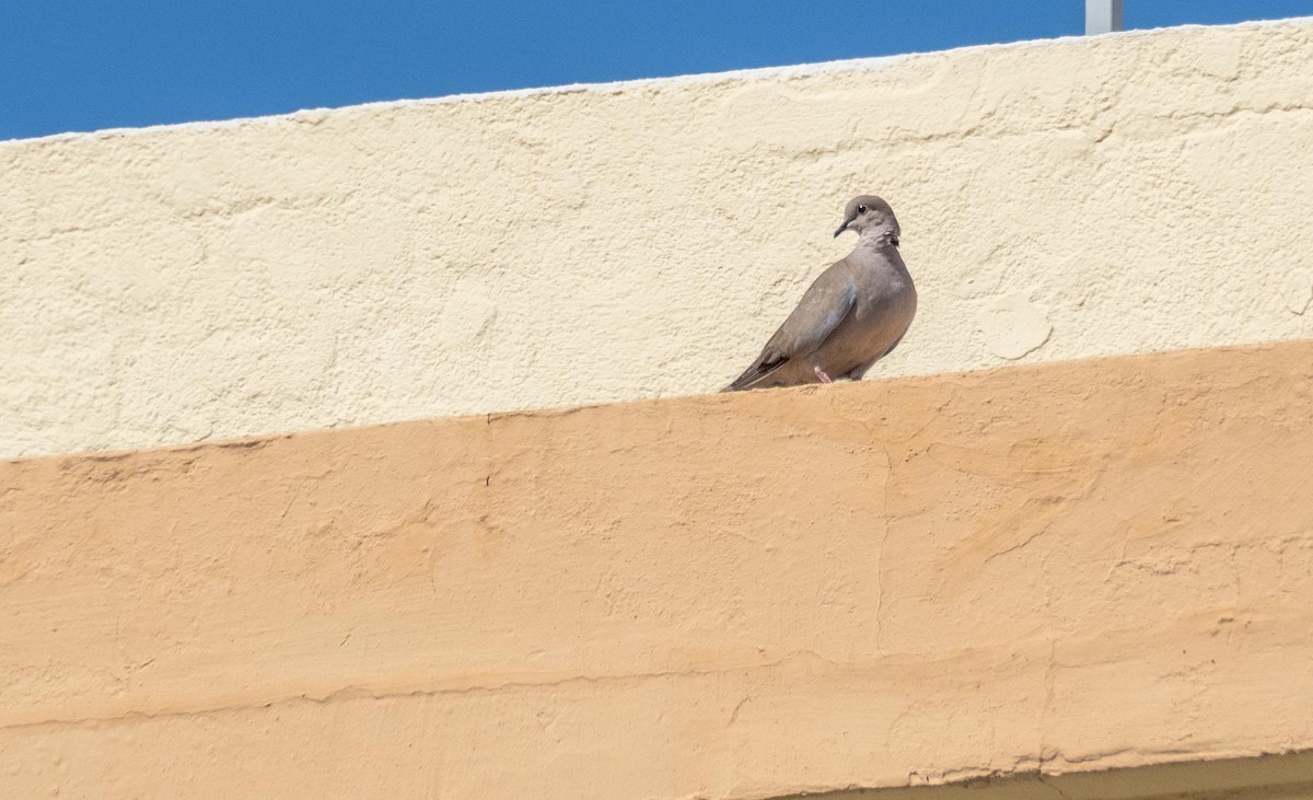 תור צווארון - ML646875019