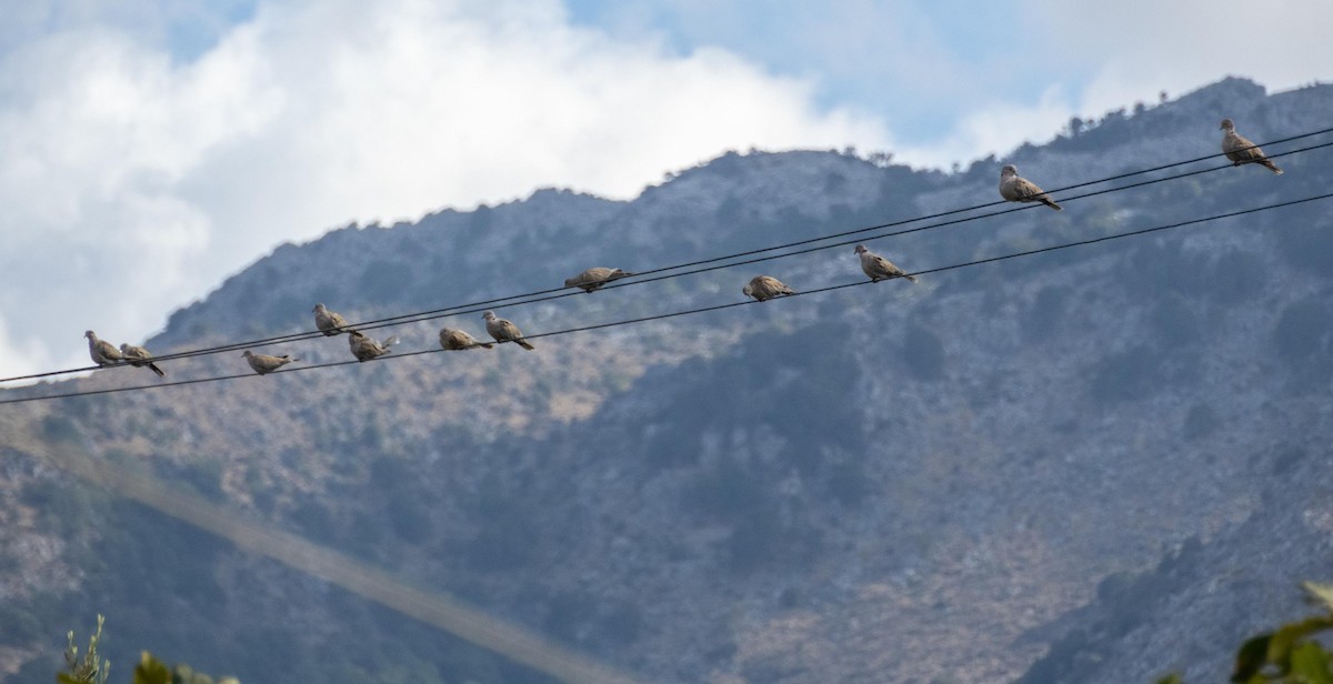 תור צווארון - ML646875020