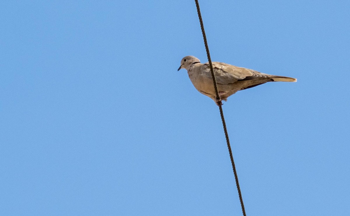 תור צווארון - ML646875021