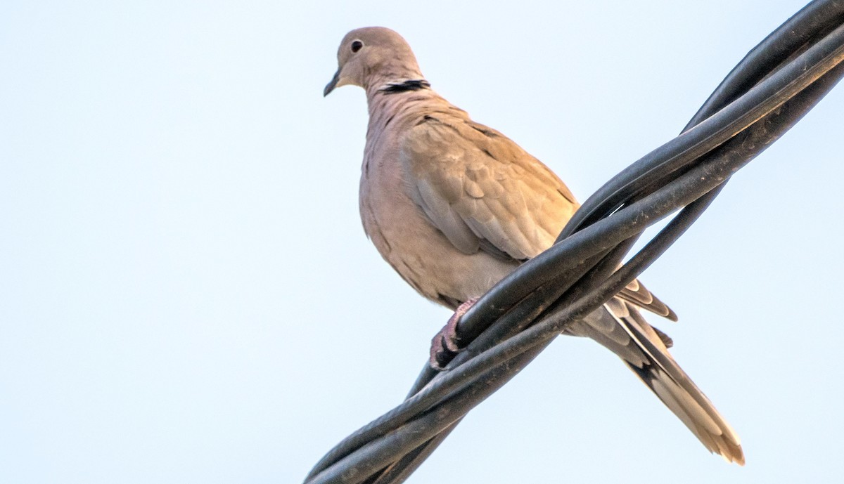 תור צווארון - ML646875022