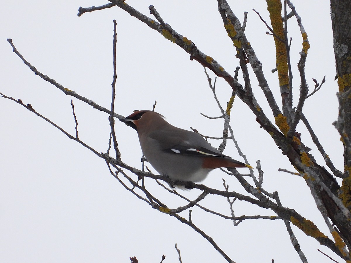 ציצנית - ML646875023