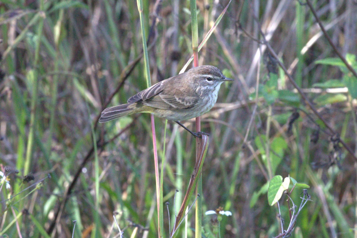 Palm Warbler - ML646875026