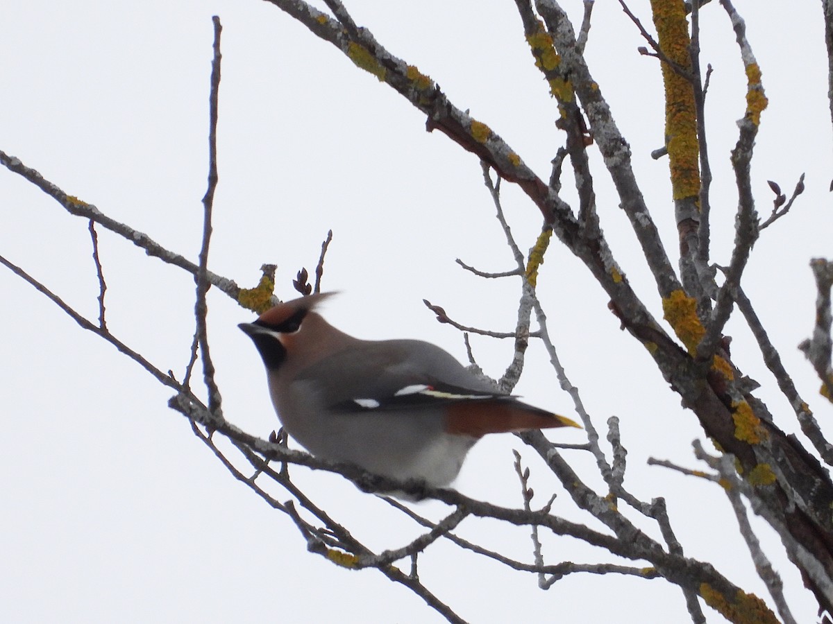 ציצנית - ML646875028