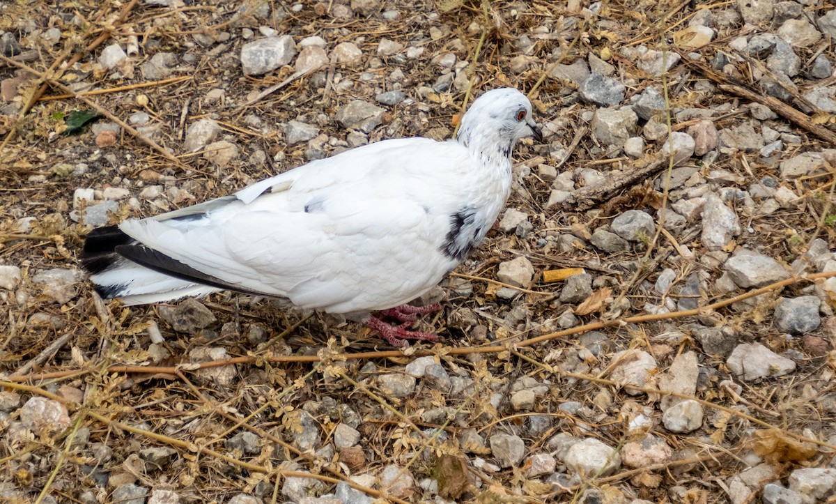 Rock Pigeon - ML646875029