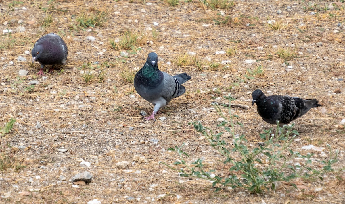 Rock Pigeon - ML646875032
