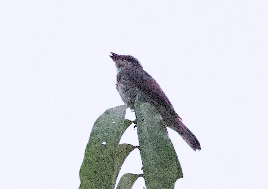 Piratic Flycatcher - ML646875033