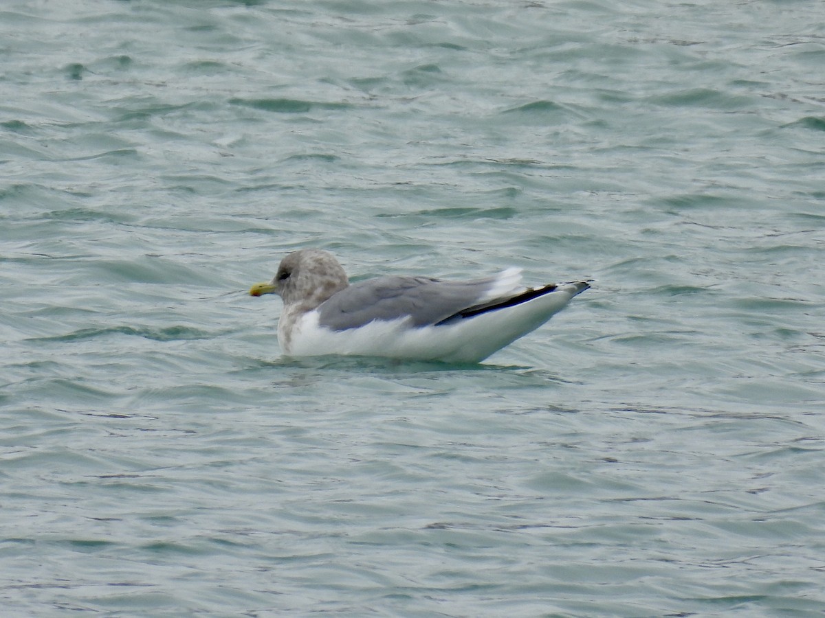 Iceland Gull (Thayer's) - ML646875034