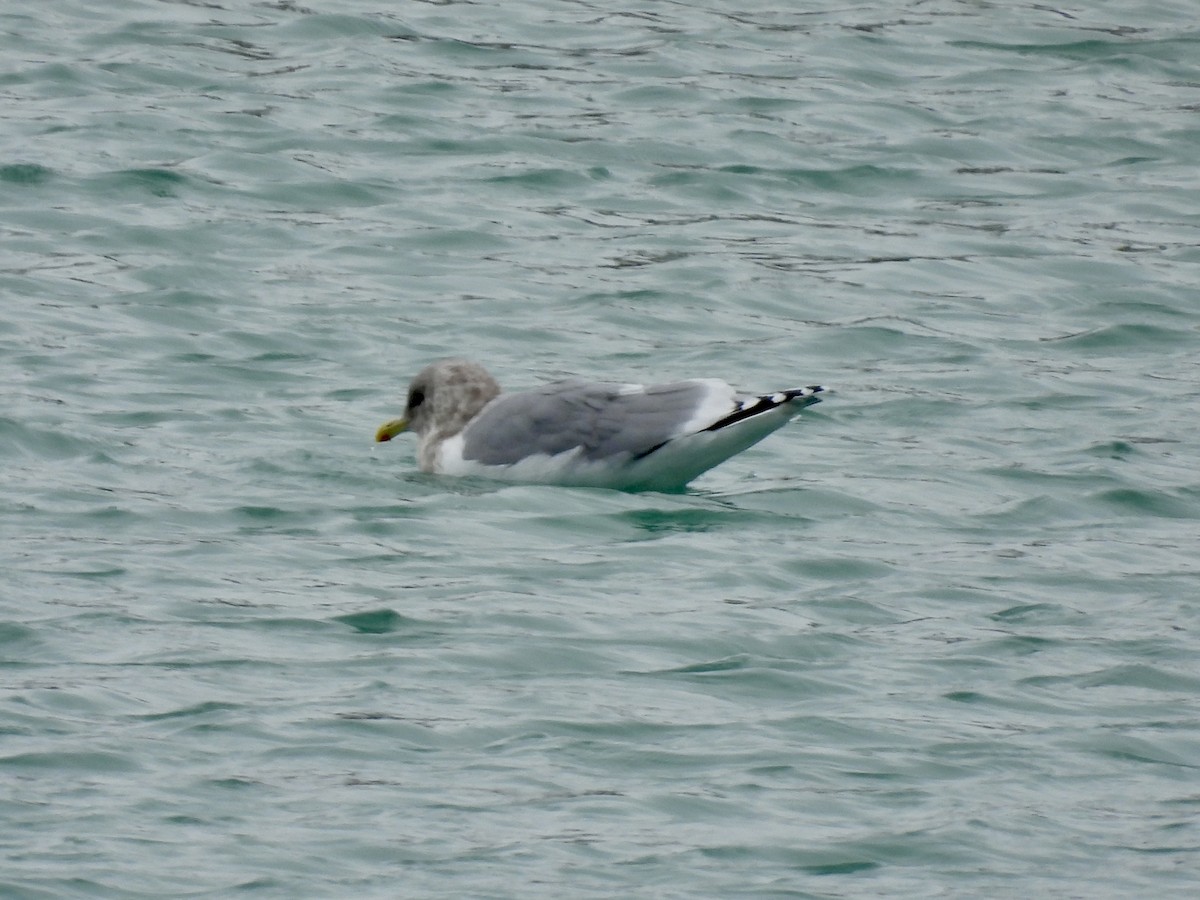 Iceland Gull (Thayer's) - ML646875035
