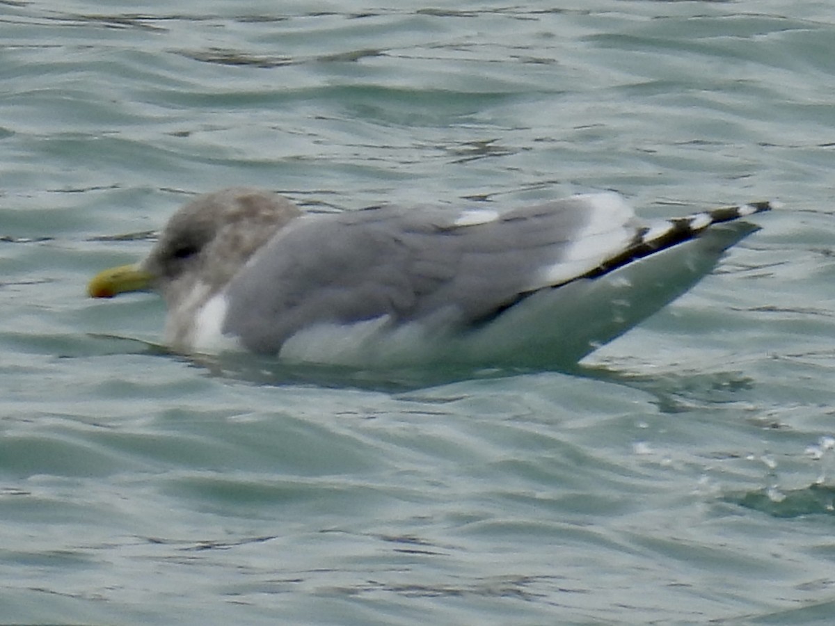 Iceland Gull (Thayer's) - ML646875036