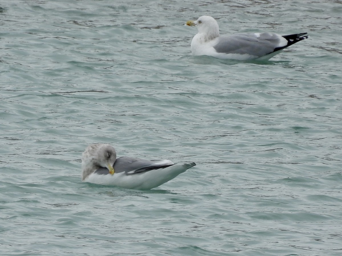 Iceland Gull (Thayer's) - ML646875037