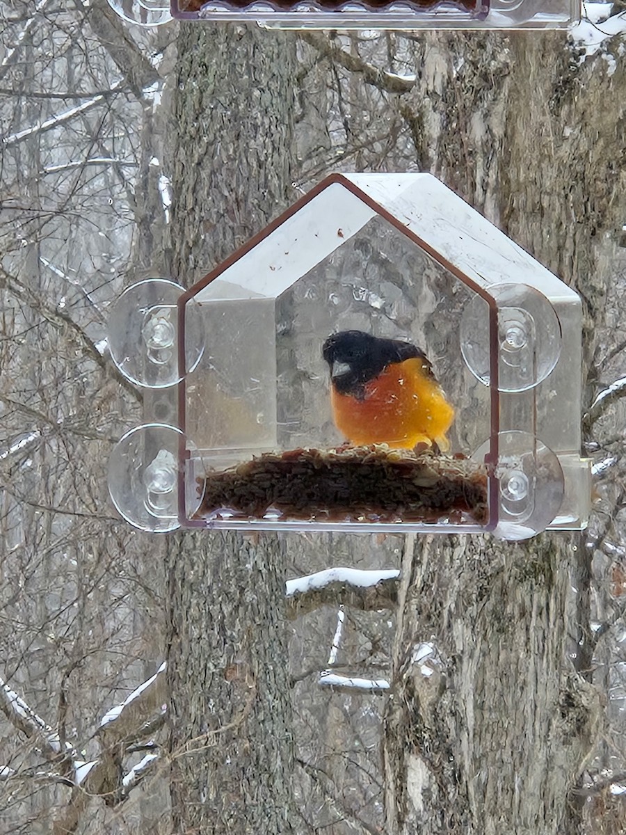 Baltimore Oriole - ML646875038