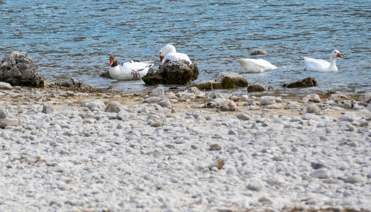 Domestic goose sp. (Domestic type) - ML646875039