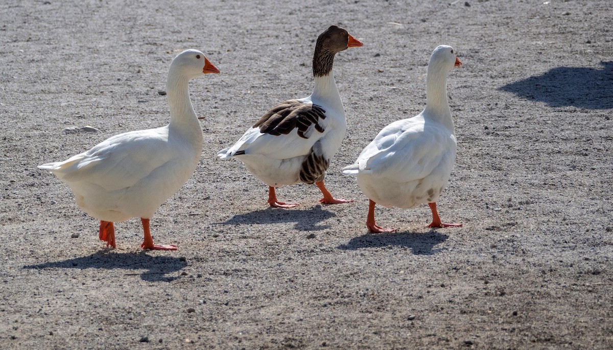 Domestic goose sp. (Domestic type) - ML646875040
