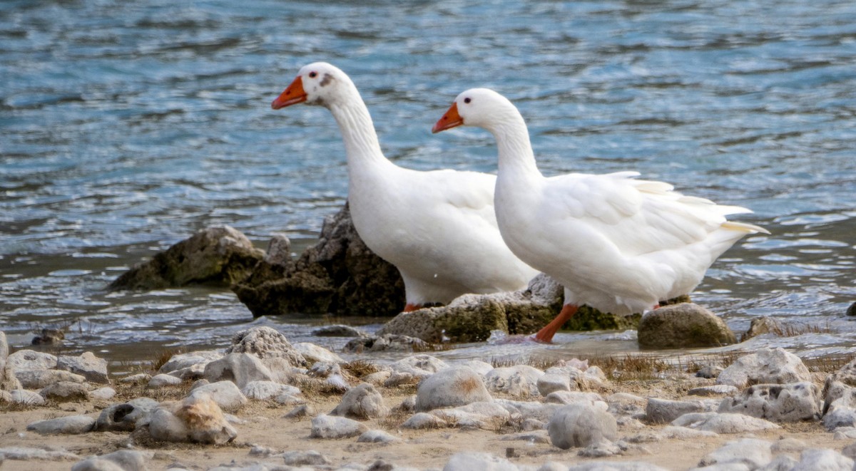 Domestic goose sp. (Domestic type) - ML646875041