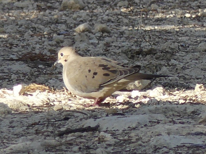 Mourning Dove - ML646875042