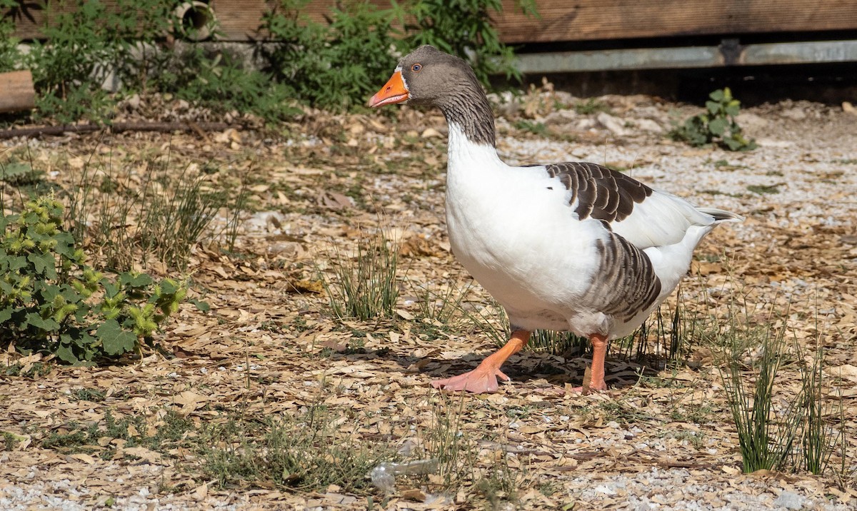 Graylag Goose (Domestic type) - ML646875043