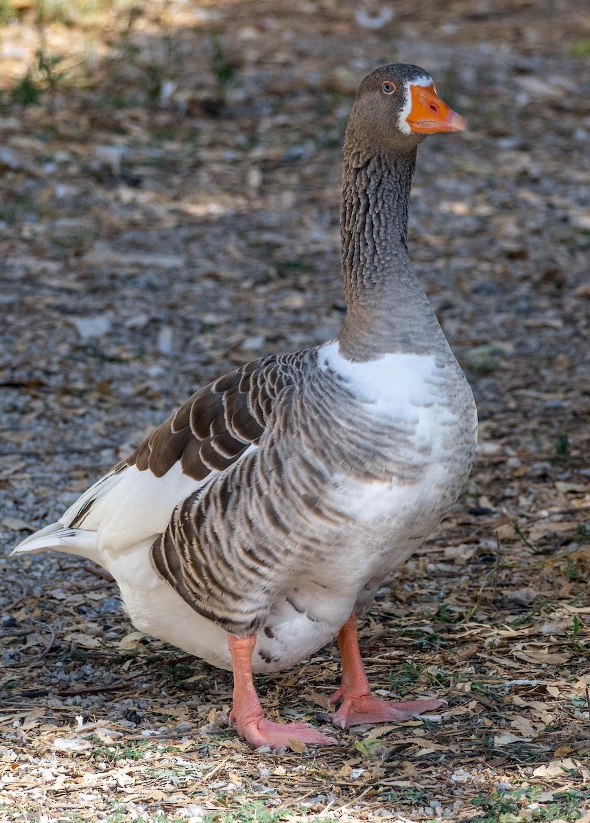 Graylag Goose (Domestic type) - ML646875044