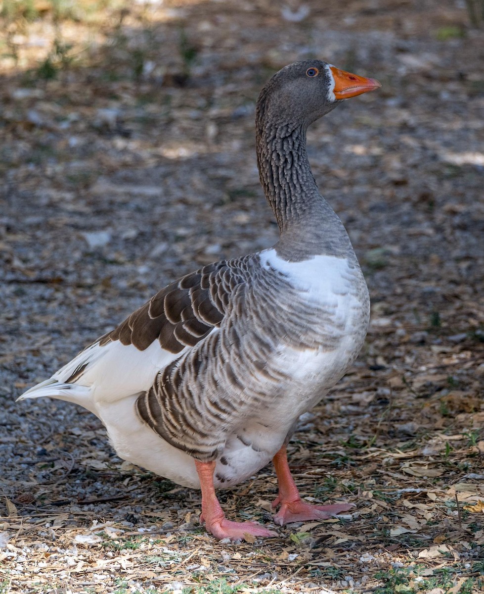 Graylag Goose (Domestic type) - ML646875045