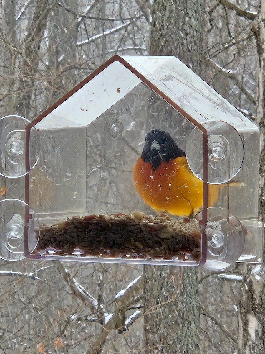 Baltimore Oriole - ML646875050