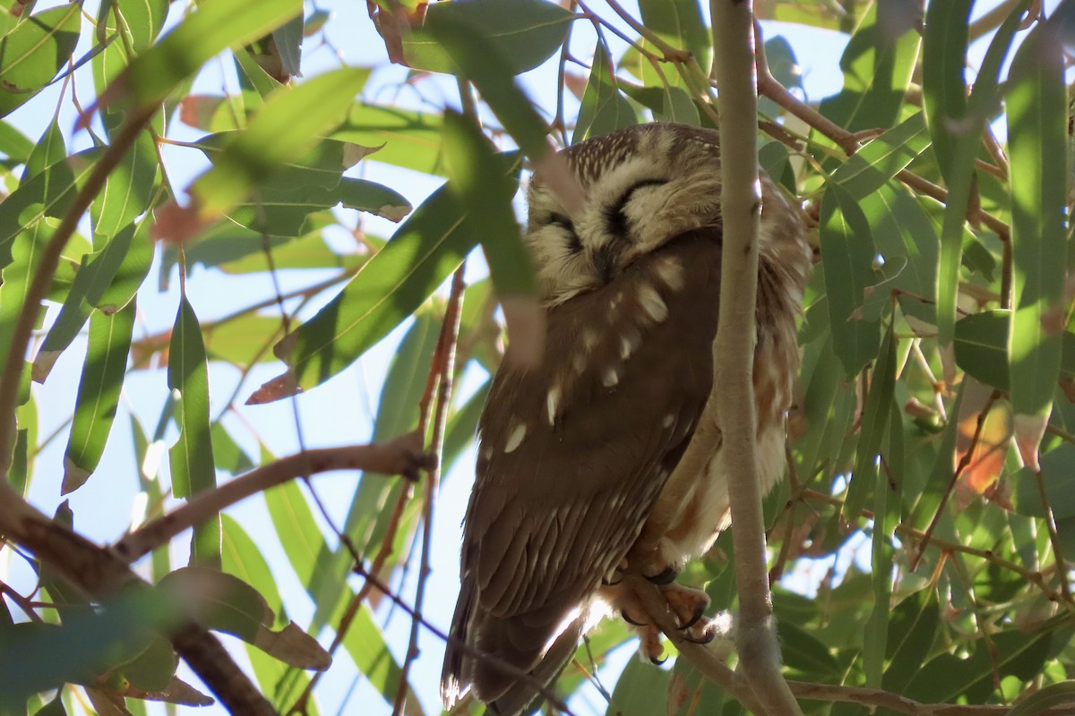 Northern Saw-whet Owl - ML646875051