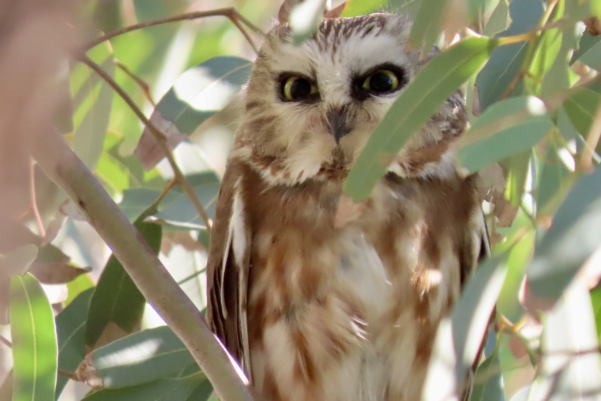 Northern Saw-whet Owl - ML646875052