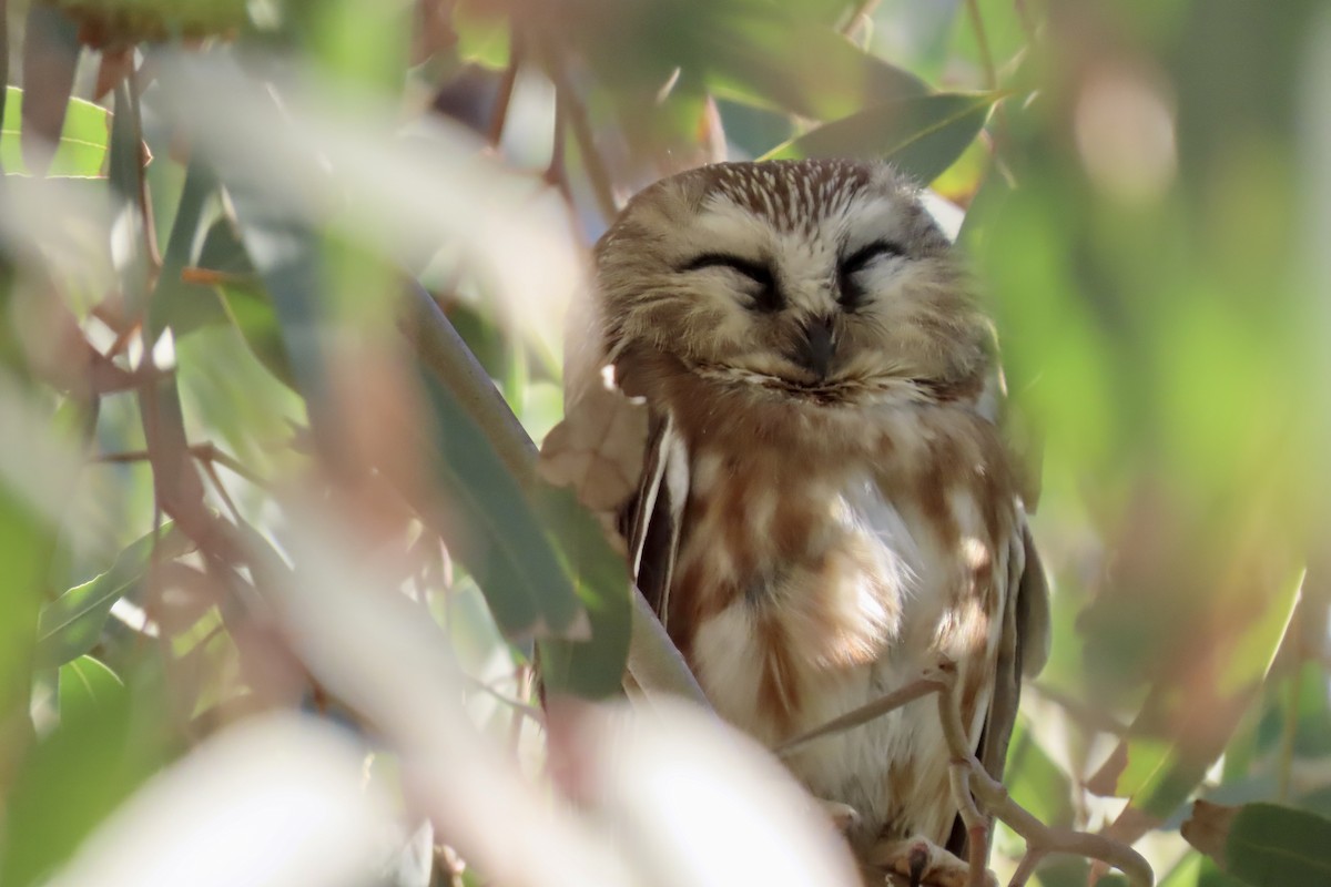 Northern Saw-whet Owl - ML646875053