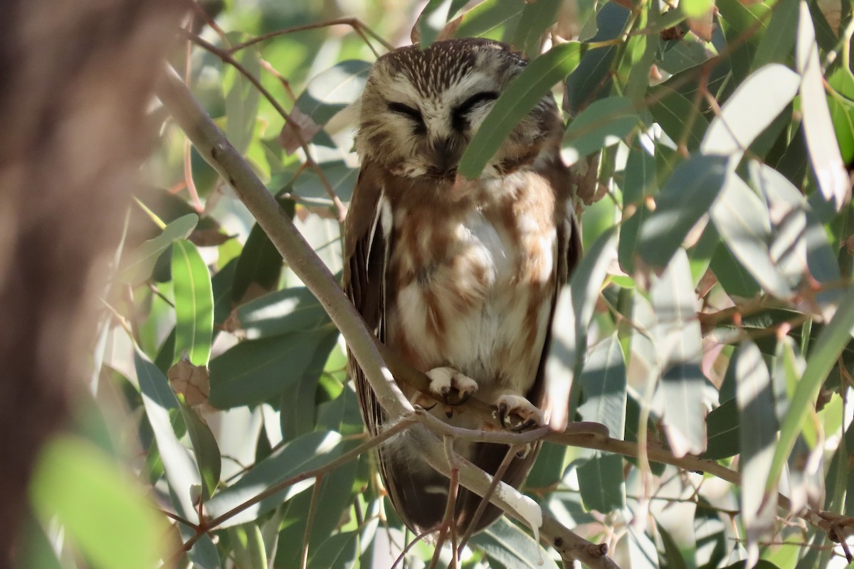 Northern Saw-whet Owl - ML646875054