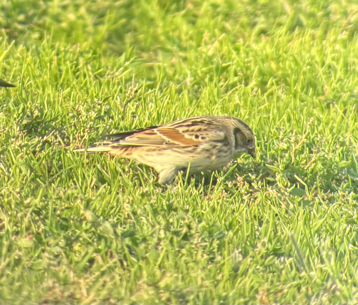 Подорожник лапландський - ML646875056