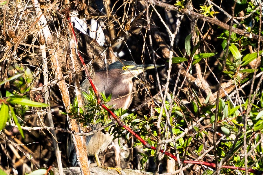 Green Heron - ML646875057