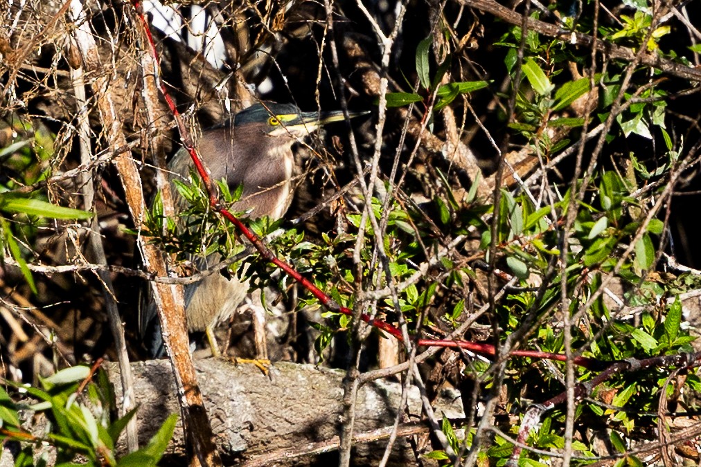 Green Heron - ML646875058