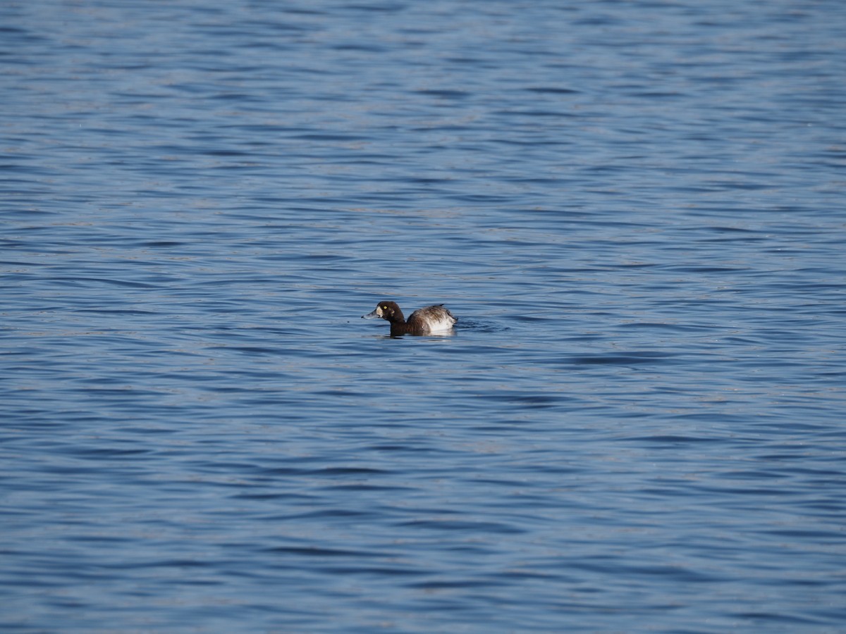 Greater Scaup - ML646875060