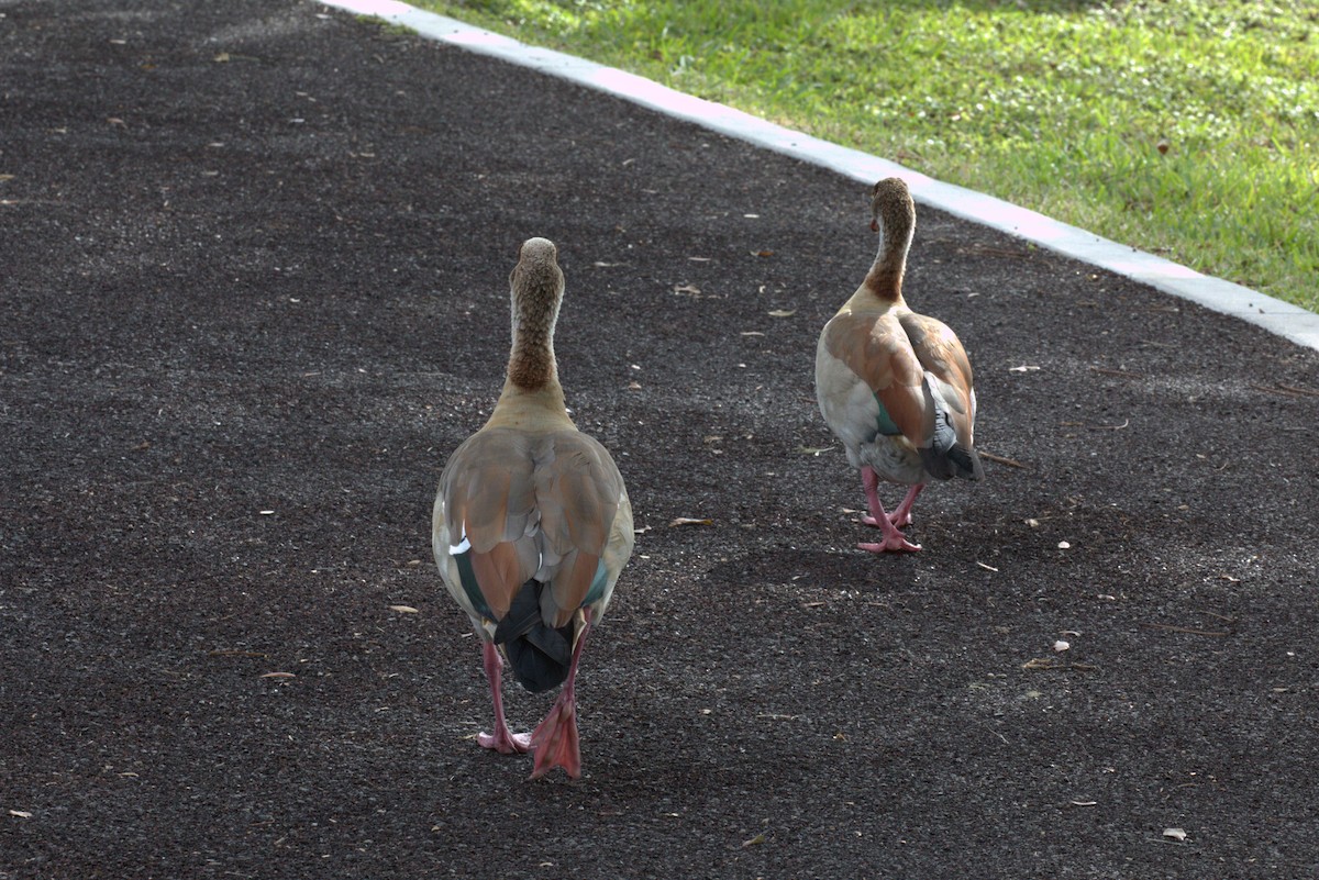Egyptian Goose - ML646875061