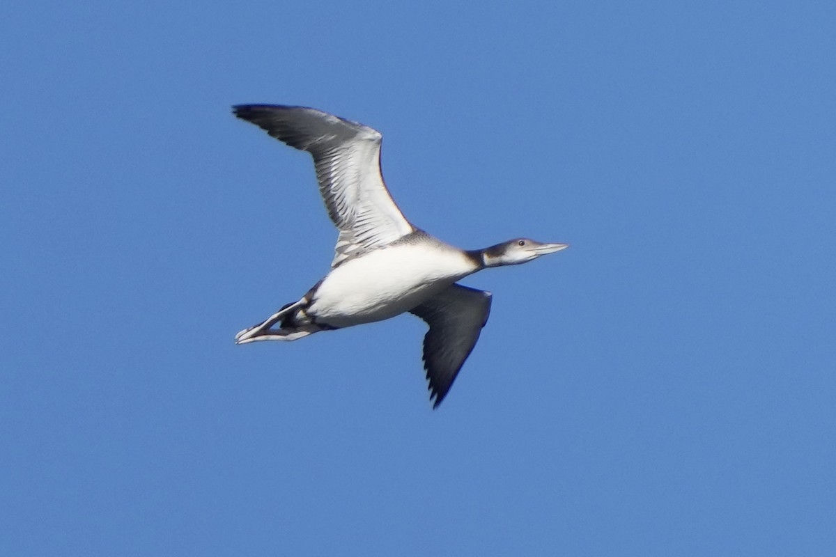 Common Loon - ML646875062