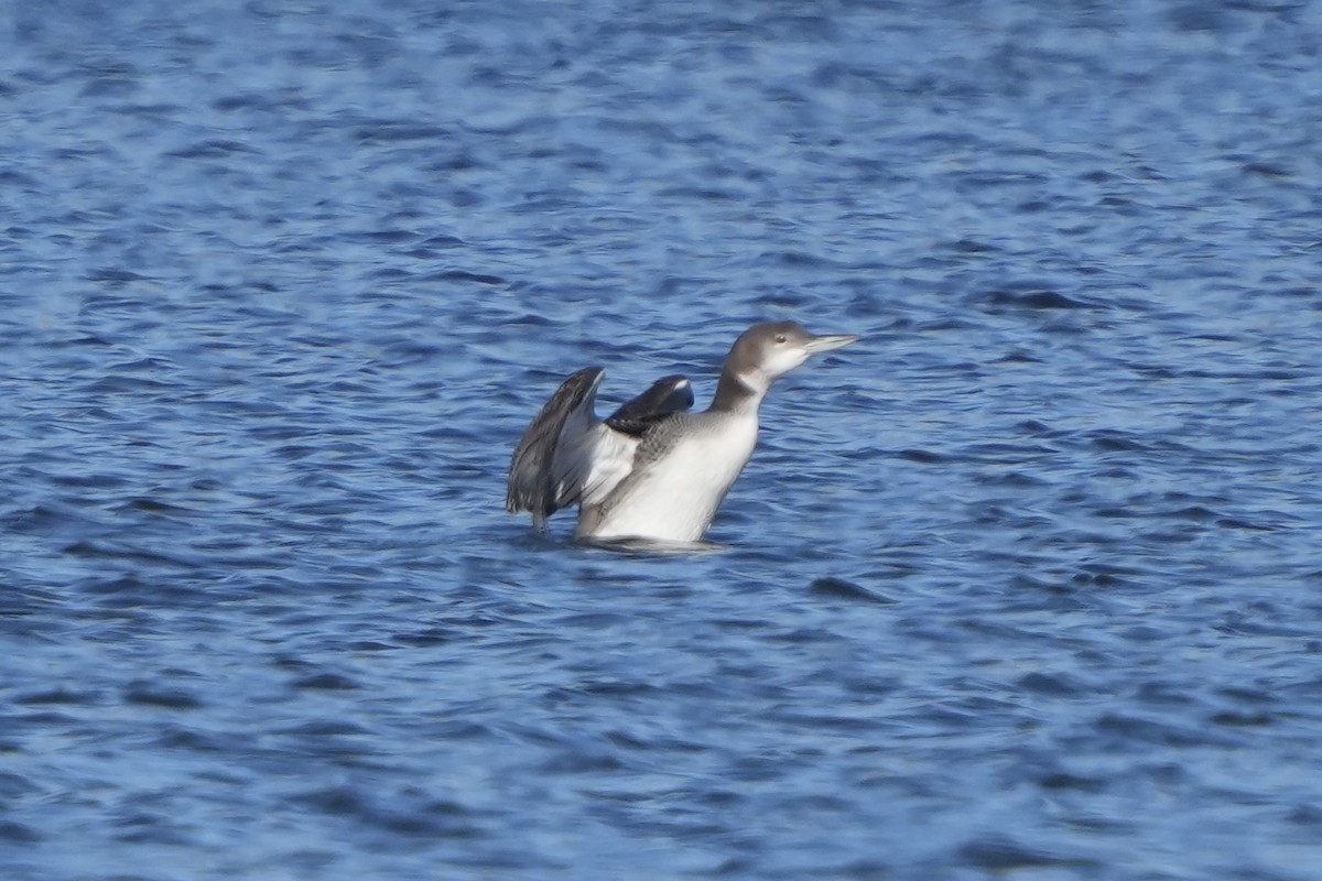 Common Loon - ML646875063
