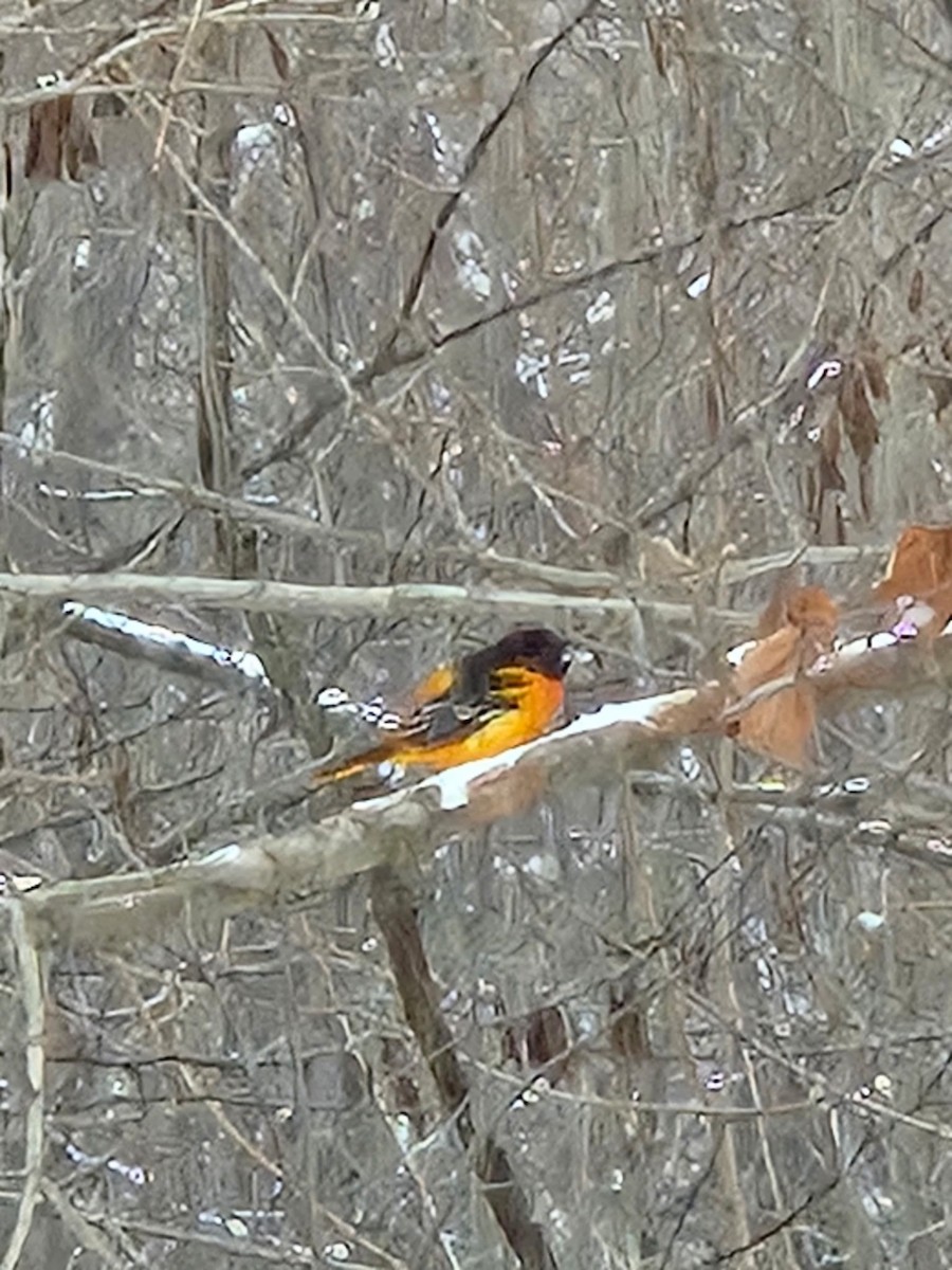 Baltimore Oriole - ML646875064