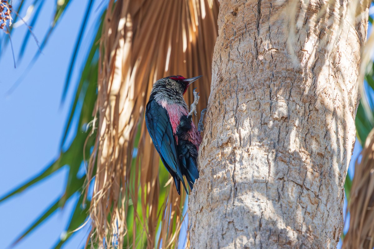Lewis's Woodpecker - ML646875065