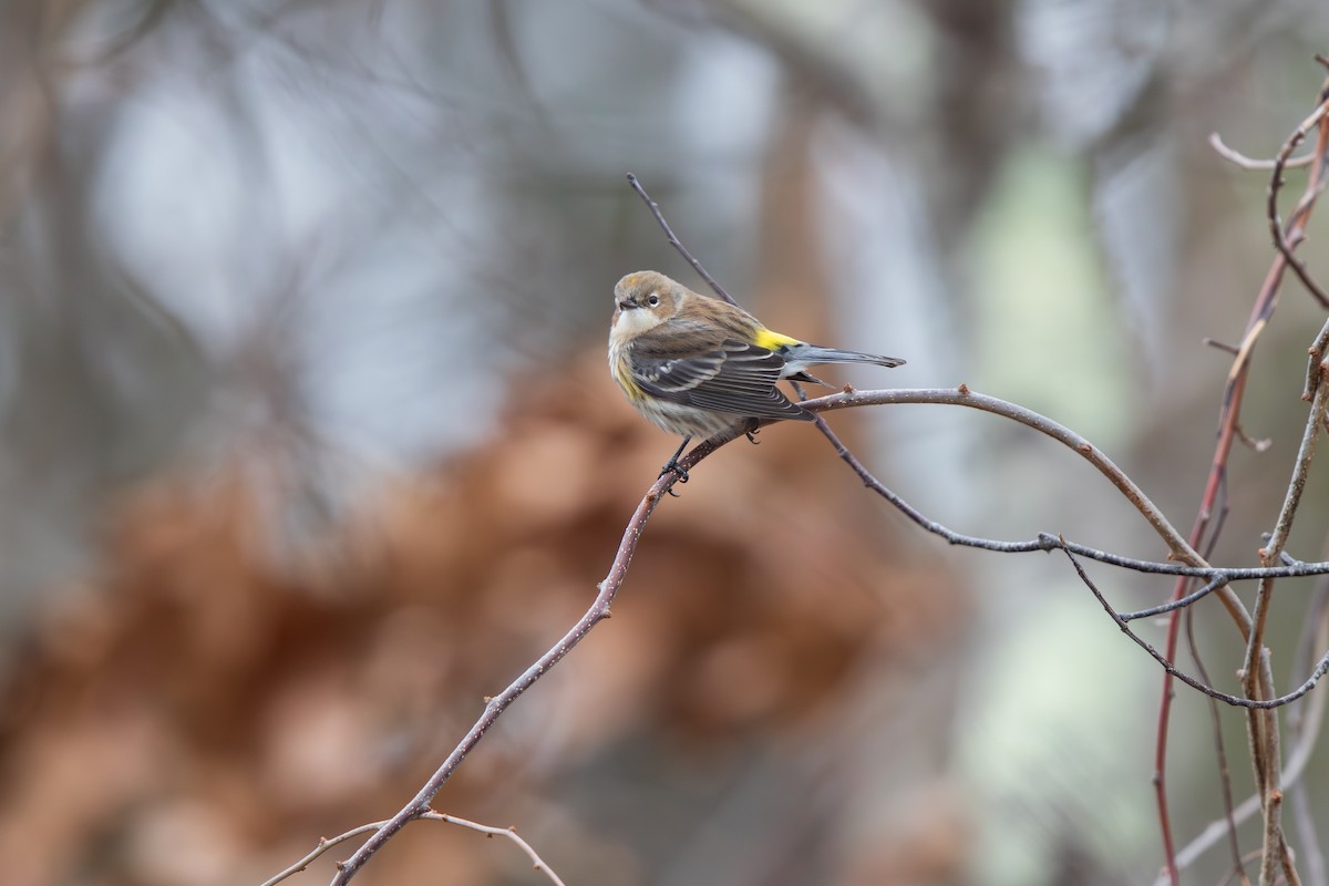 Yellow-rumped Warbler - ML646875066