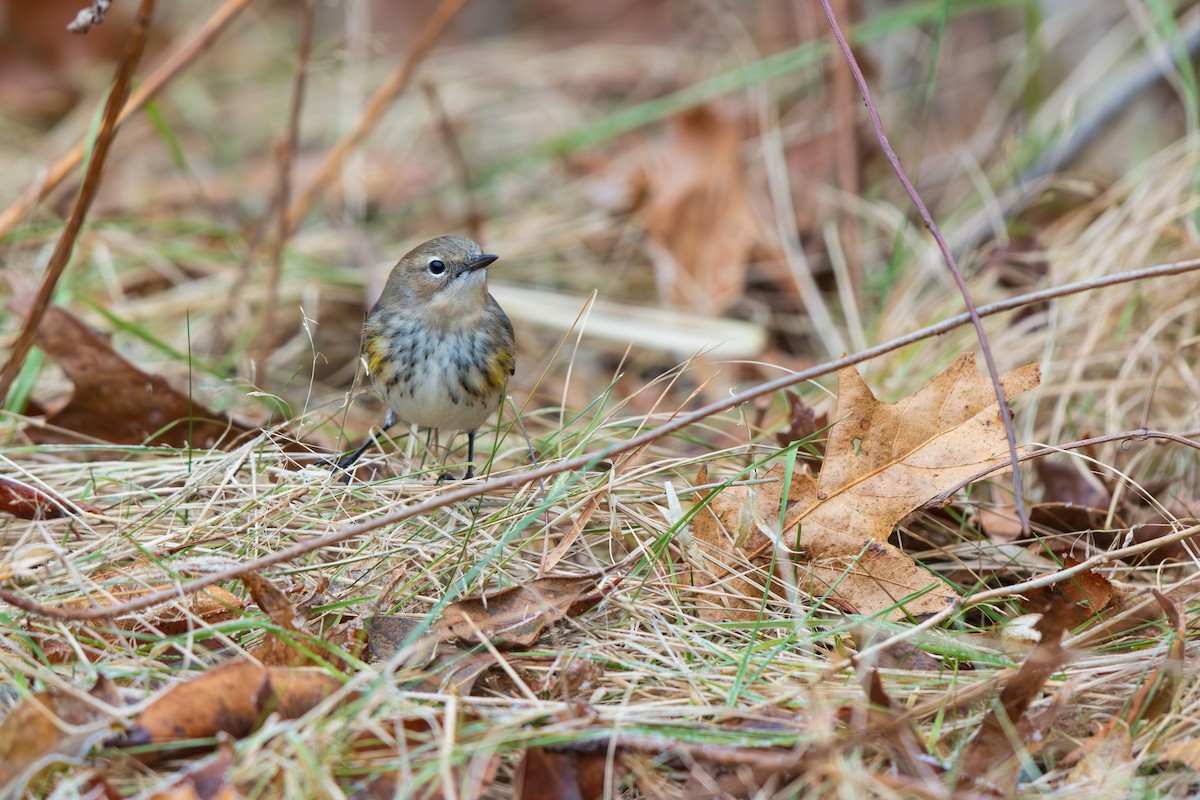Yellow-rumped Warbler - ML646875067