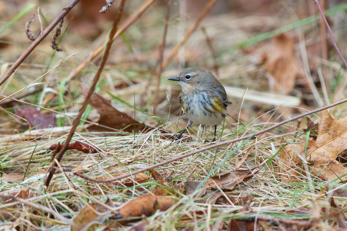 Yellow-rumped Warbler - ML646875068